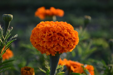 Beautiful marigold flowers with bright green leaves in the sun rise