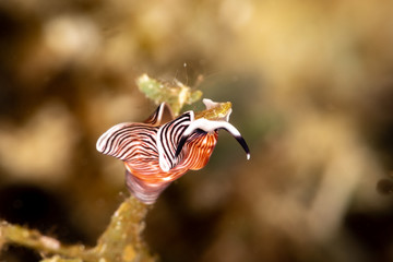 The flatworms, flat worms, Platyhelminthes, Plathelminthes, or platyhelminths are a phylum of relatively simple bilaterian, unsegmented, soft-bodied invertebrates
