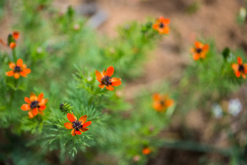 The summer pheasant's-eye or Adonis Aestivalis