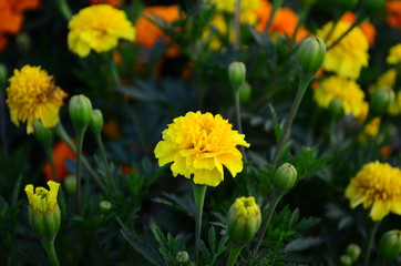 Beautiful marigold flowers with bright green leaves in the sun rise