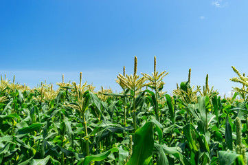Fototapeta premium 【青森県弘前市岩木山麓】とうもろこしの花が満開