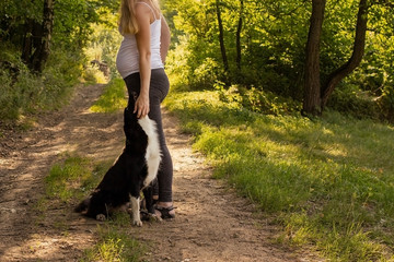 Naklejka na ściany i meble Pregnant blond woman with a dog on a forest path. A pregnant woman and her dog. A walk with the dog. Border Collie.