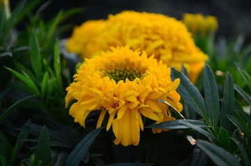 Beautiful marigold flowers with bright green leaves in the sun rise