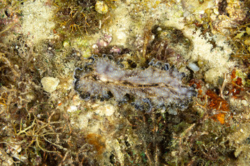 The flatworms, flat worms, Platyhelminthes, Plathelminthes, or platyhelminths are a phylum of relatively simple bilaterian, unsegmented, soft-bodied invertebrates