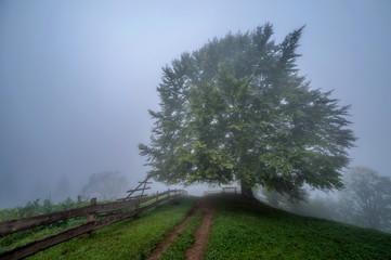 Fototapeta premium foggy morning and tree green lawn. summer (spring) landscape. beautiful natural background