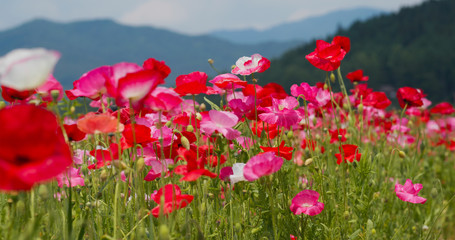 Beautiful Poppy flower garden park
