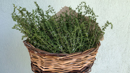 Thyme is an herb. The flowers, leaves, and oil are used as medicine. Thyme is sometimes used in combination with other herbs.