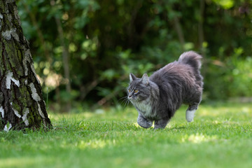 Naklejka na ściany i meble young playful blue tabby maine coon cat running on grass next to a birch tree trunk in the back yard