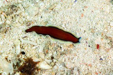 The flatworms, flat worms, Platyhelminthes, Plathelminthes, or platyhelminths are a phylum of relatively simple bilaterian, unsegmented, soft-bodied invertebrates