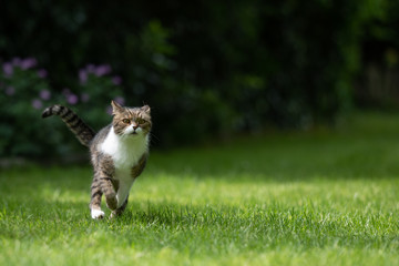 front view of a tabby white british shorthair cat running towards camera on grass in the back yard on a sunny  summer day looking