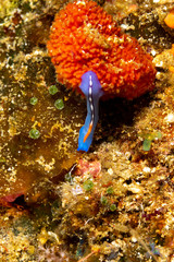 The flatworms, flat worms, Platyhelminthes, Plathelminthes, or platyhelminths are a phylum of relatively simple bilaterian, unsegmented, soft-bodied invertebrates