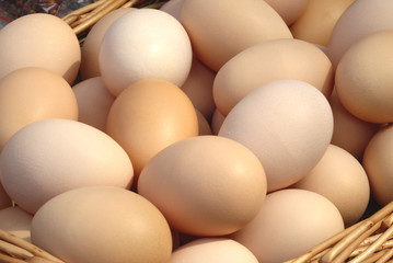 close up of an eggs isolated background. 