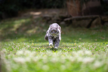 front view of a young blue tabby maine coon cat with white paws running towards camera in the back yard on a sunny summer day