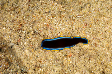 The flatworms, flat worms, Platyhelminthes, Plathelminthes, or platyhelminths are a phylum of relatively simple bilaterian, unsegmented, soft-bodied invertebrates