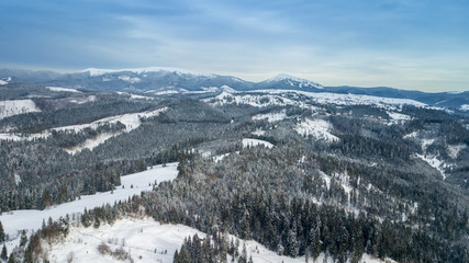 Fototapeta na wymiar Aerial view of pine forest, from above. bird's eye, drone shot. amazing natural winter background