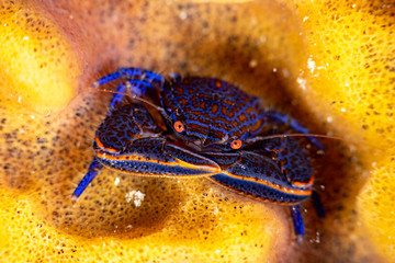 Porcelain crab (Porcellanella sp), Romblon Philippines
