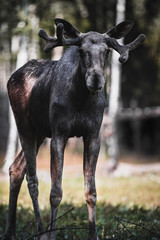 Majestic Moose Bull on Lookout