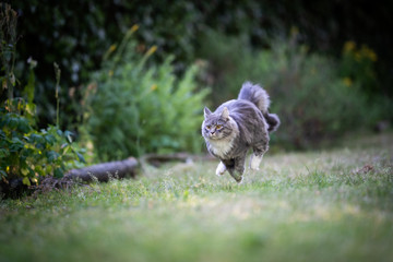 young playful blue tabby maine coon cat with white paws and fluffy tail running over grass in the back yard very fast jumping at high speed