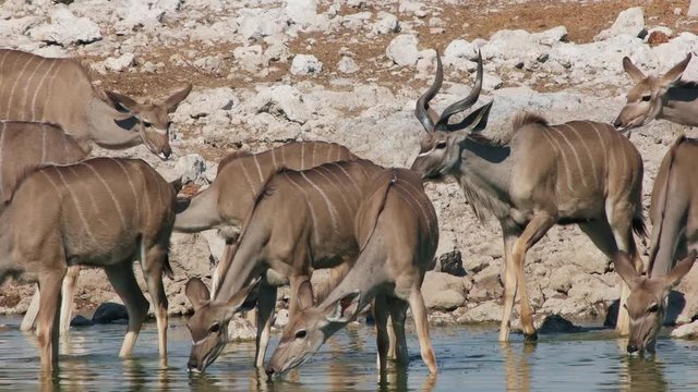 cute Kudu antelopes drink water