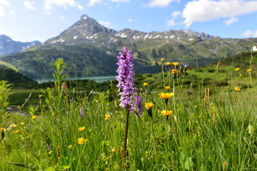 Fototapeta premium Breitblättriges Knabenkraut am Kopssee Montafon-Vorarlberg