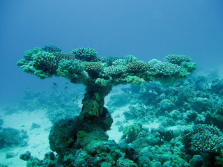 Fototapeta na wymiar table coral