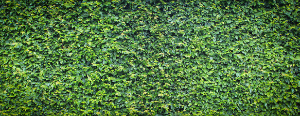 Haie de Charme \ Carpinus Betulus