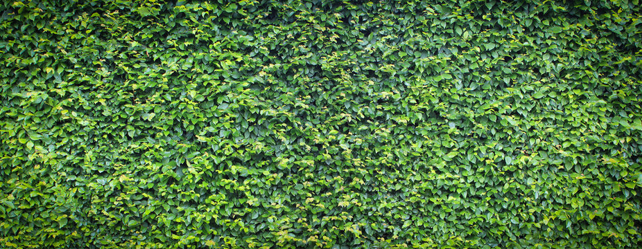 Haie de Charme \ Carpinus Betulus