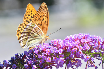 La farfalla vola sul fiore colorato e profumato alla ricerca di cibo