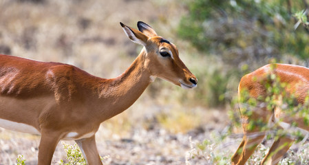 Grant Gazelle grazes in the vastness of the Kenyan savannah