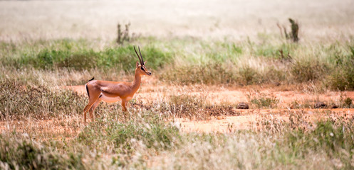 Grant Gazelle grazes in the vastness of the Kenyan savannah