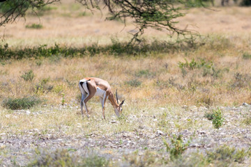 Grant Gazelle grazes in the vastness of the Kenyan savannah