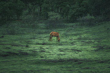 horse in the forest