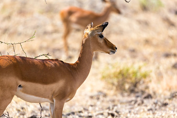 Grant Gazelle grazes in the vastness of the Kenyan savannah