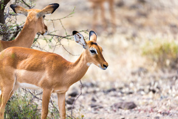 Grant Gazelle grazes in the vastness of the Kenyan savannah