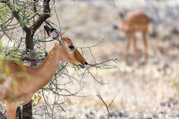 Grant Gazelle grazes in the vastness of the Kenyan savannah