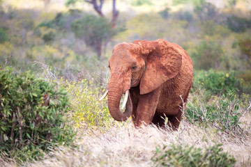 A red elephant walks among the palm trees and trees