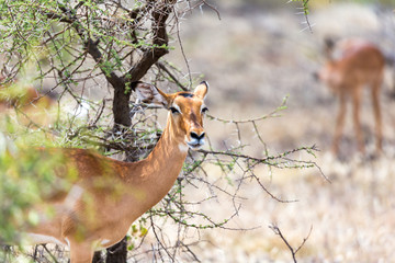 Grant Gazelle grazes in the vastness of the Kenyan savannah