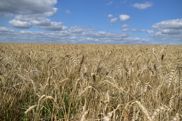 field of rye
