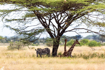 Giraffes and a gravy zebra under the crown of a shady tree © 25ehaag6