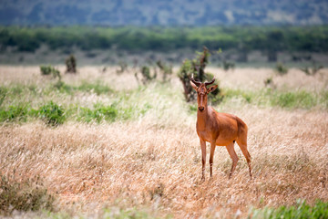 An antelope in the grass landscape of a savannah