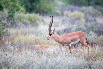 Grant Gazelle grazes in the vastness of the Kenyan savannah