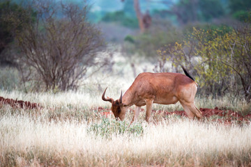 An antelope in the grass landscape of a savannah