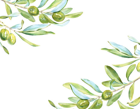 Realistic botanical watercolor green olives tree horizontal frame branch leaves: detailed commercial illustration isolated clipart on white hand painted, fresh ripe cherries for text label design