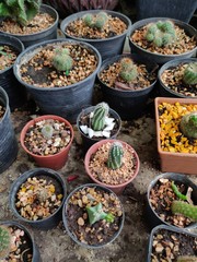 cactus in pots