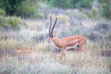 Grant Gazelle grazes in the vastness of the Kenyan savannah