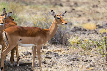 Grant Gazelle grazes in the vastness of the Kenyan savannah