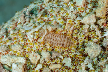 Sea Cucumber Scale Worm, Gastrolepidia clavigera, crawling on its host