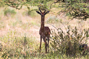 A gerenuk between the plants in the savannah