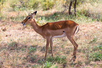 Grant Gazelle grazes in the vastness of the Kenyan savannah