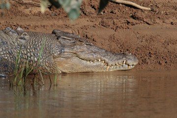 Australian Saltwater Crocodile Daintree River Queensland, Australien